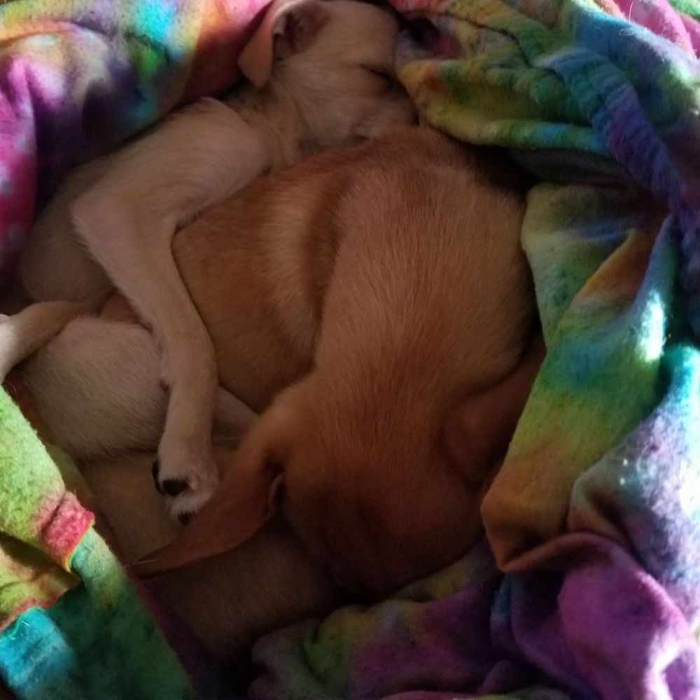 Meet your Posher, Jeniece